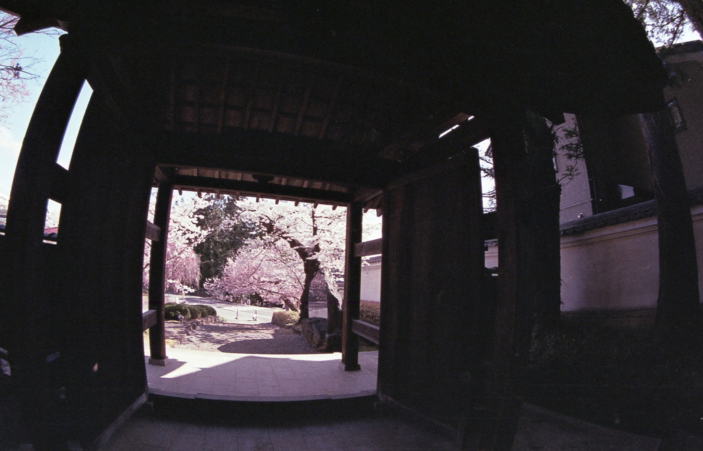 外門向こうに満開桜