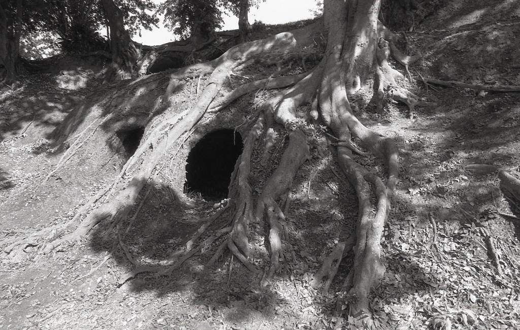 樹木の根に横穴