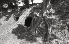 樹木の根に横穴