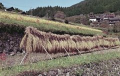 稲架掛け（はさかけ）
