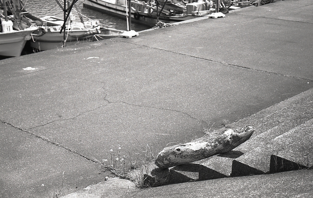 丘に揚げられた流木　～桑名・赤須賀漁港