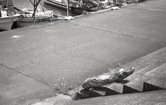 丘に揚げられた流木　～桑名・赤須賀漁港