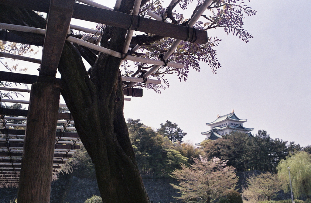 名古屋城と藤棚