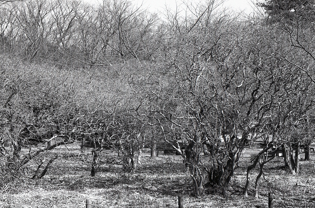 ２月のＡー１monochrome（Ⅳ）