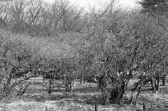 ２月のＡー１monochrome（Ⅳ）