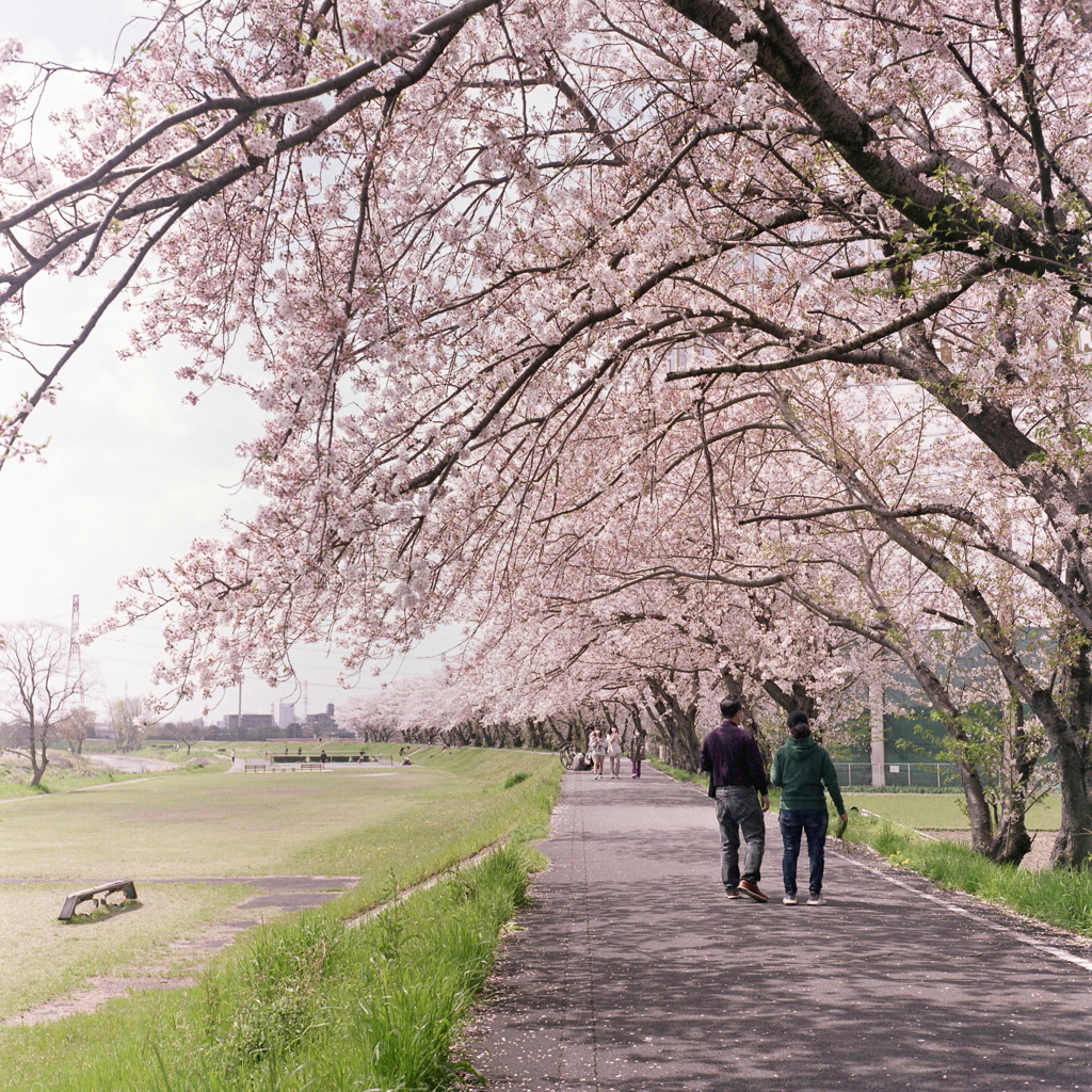 夫婦で愛でる桜かな