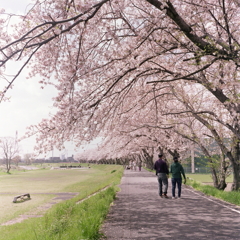 夫婦で愛でる桜かな 夫婦で愛でる桜かな