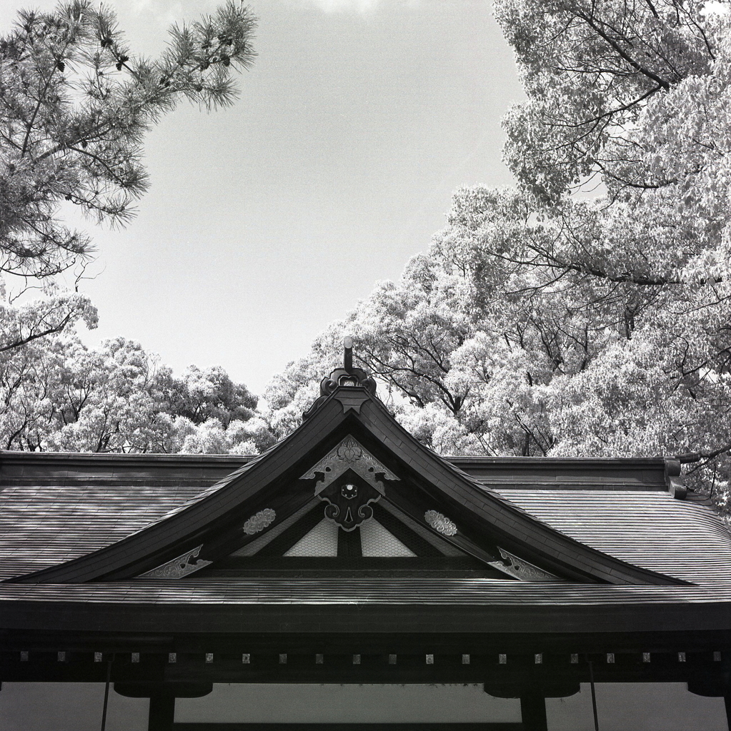 新緑を背景に築地神社