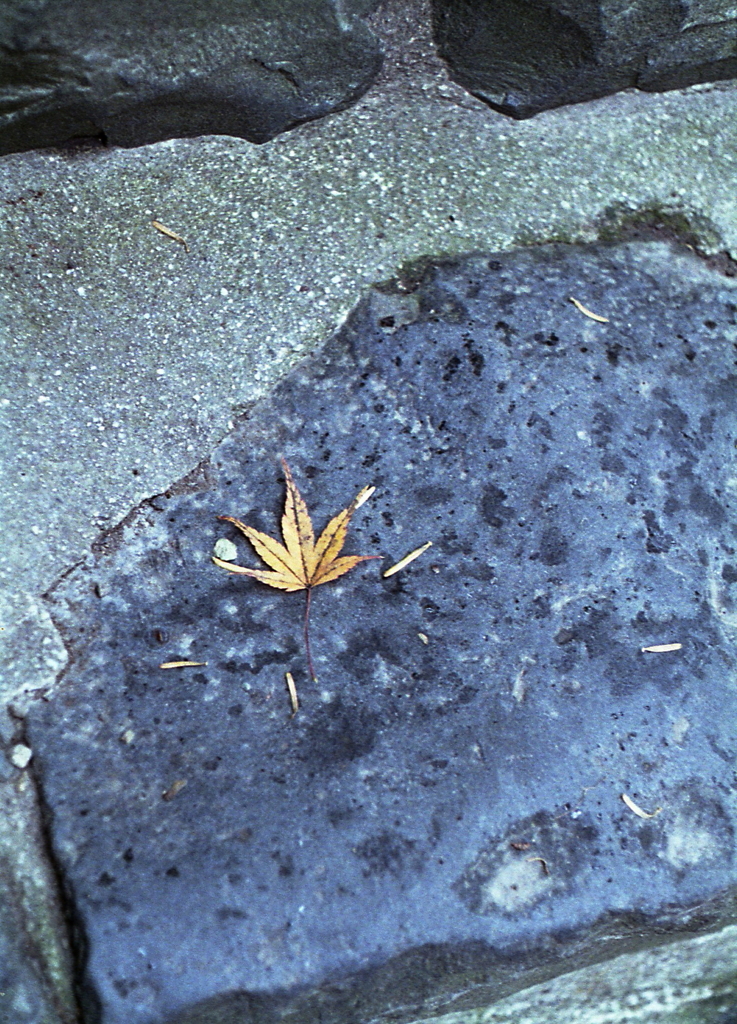 石段の黄紅葉