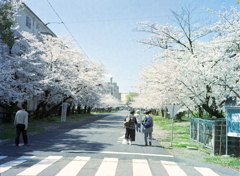 王子の桜　by PEN EE