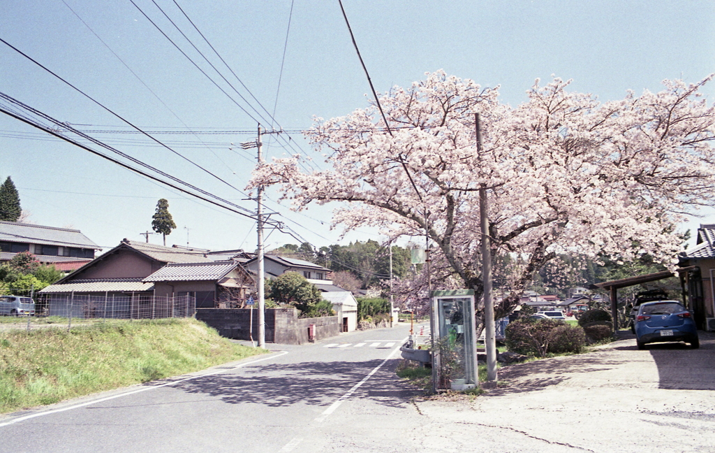 田舎道で桜の電話ボックス