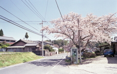 田舎道で桜の電話ボックス