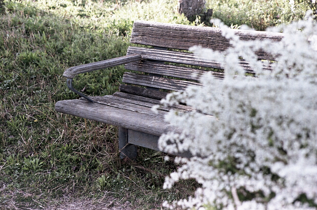 白いユキヤナギに囲まれてⅡ