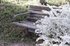 白いユキヤナギに囲まれてⅡ