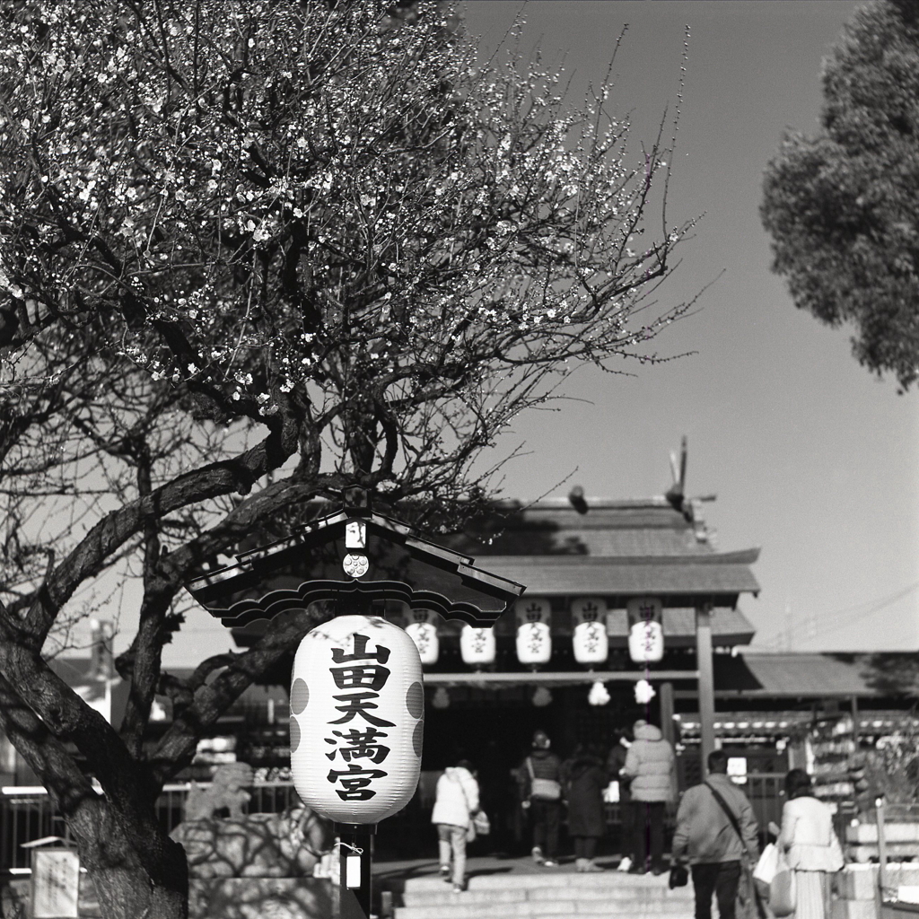 春の梅に天満宮の大提灯