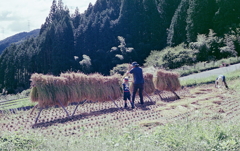 稲架掛けの光景