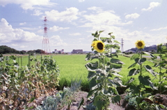 ひまわりみつけた！