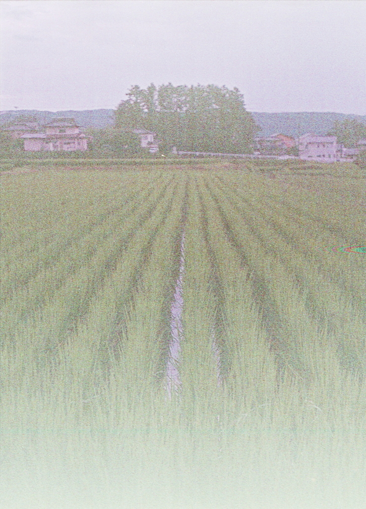 北佐久のの水田