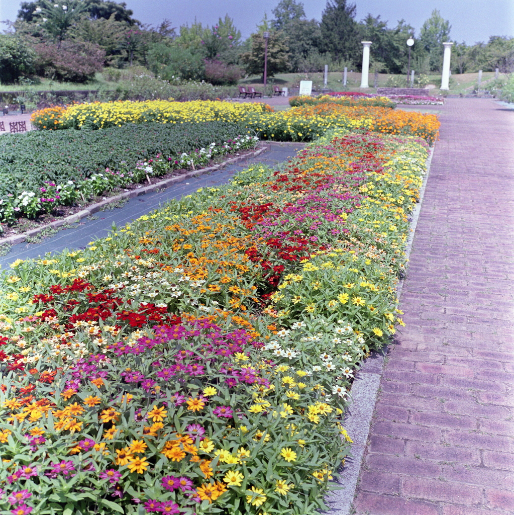 真夏の彩　～春日井市都市緑化植物園にて。