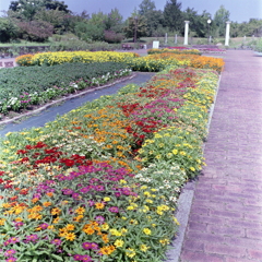 真夏の彩　～春日井市都市緑化植物園にて。