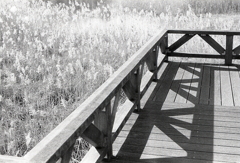 コントラストな桟橋で…