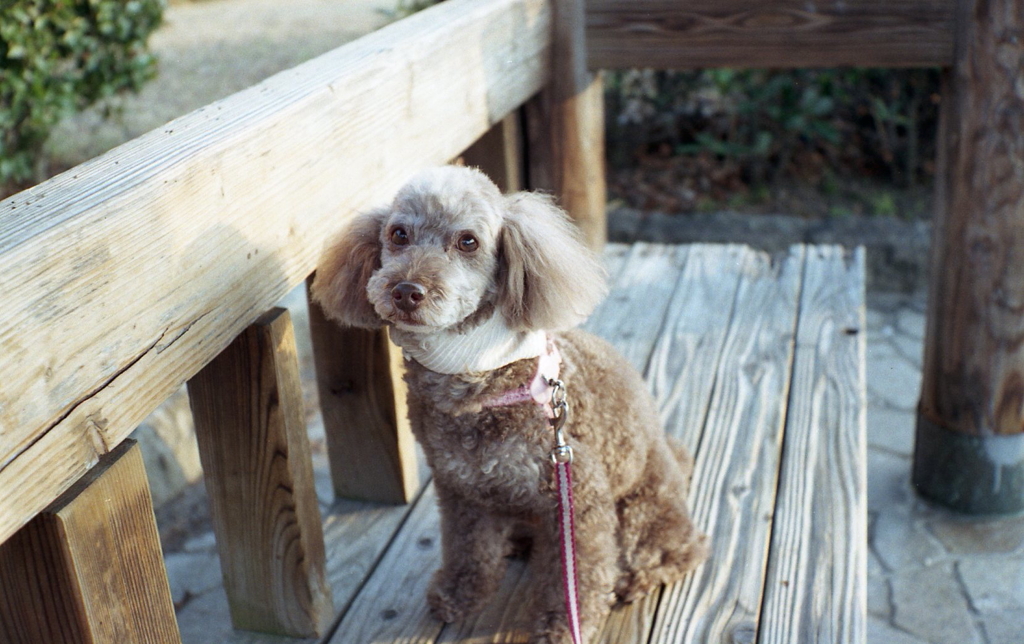 先代ハイマチックEのマリ