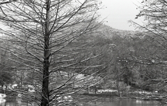 モノクロームな雪の植物園　Ⅶ