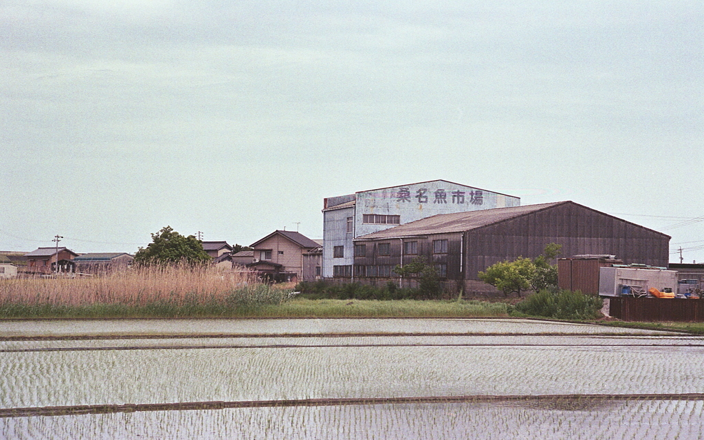 水田地帯の魚市場