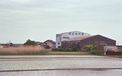 水田地帯の魚市場