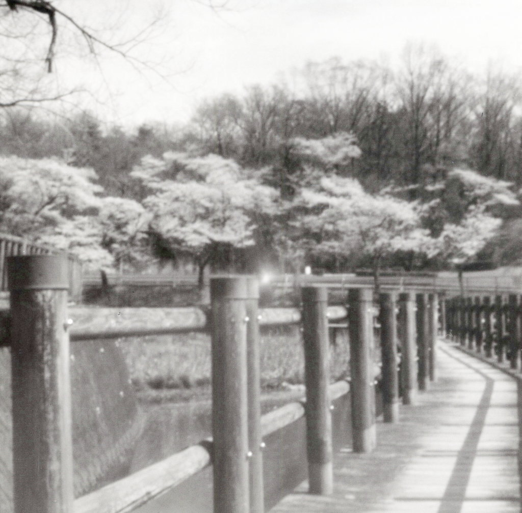 ピンホールにゆる桜の風景