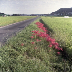 畔（あぜ）の曼殊沙華