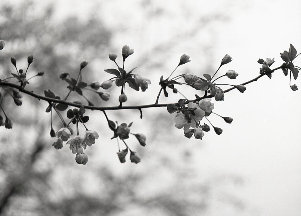 桜の小枝