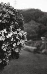 フラワーボール