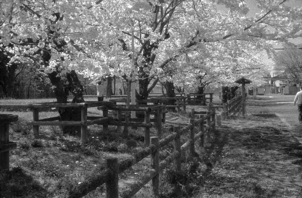 モノクロームな王子の桜 by HI-MATIC EⅡ