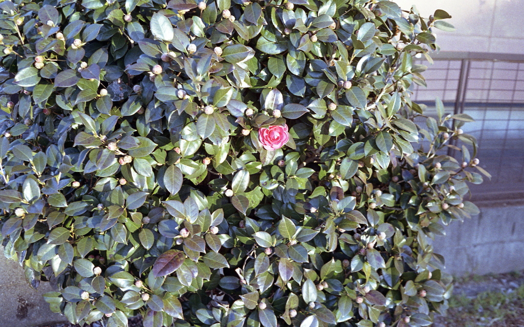 一輪の山茶花
