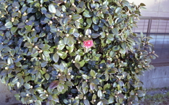 一輪の山茶花