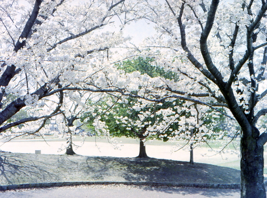 PEN EEの桜です。