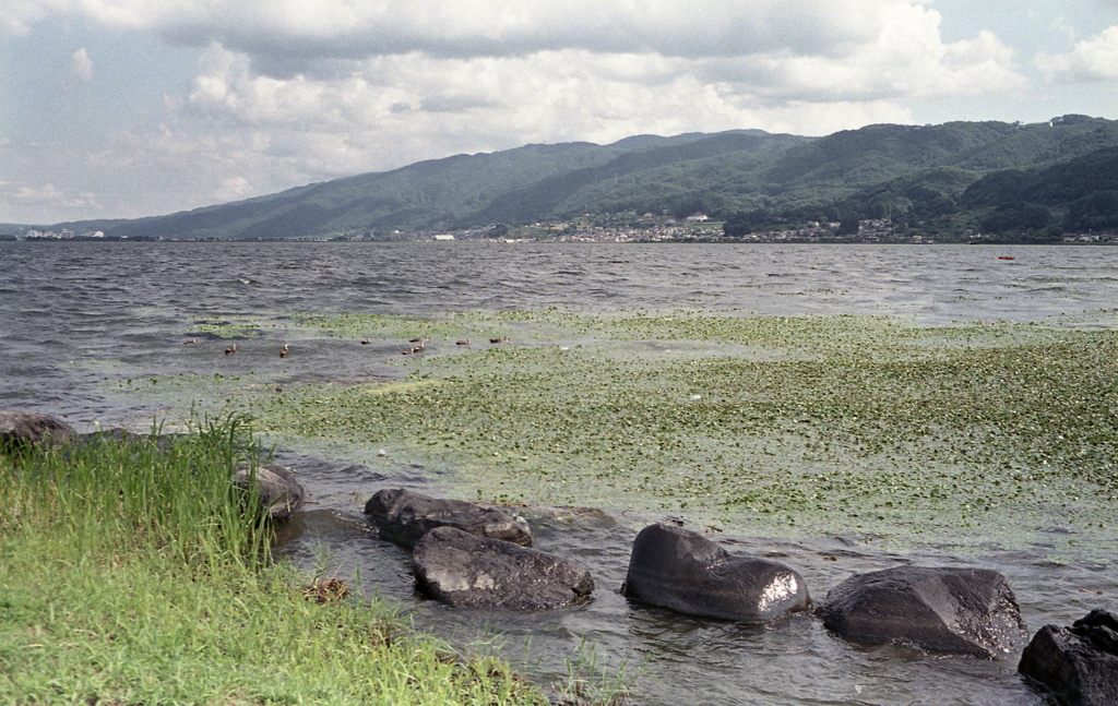 水草も波打つ諏訪湖の風