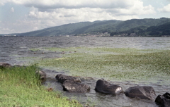 水草も波打つ諏訪湖の風