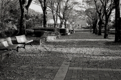 Miles Davis 「Autumn Leaves（枯葉）」