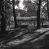 冬の藤棚　～名古屋市名城公園にて