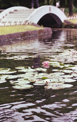 五月の撮影ですが…徳川園