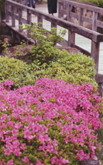木橋にツツジを添えて…