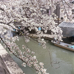 水門川にうなだれる桜