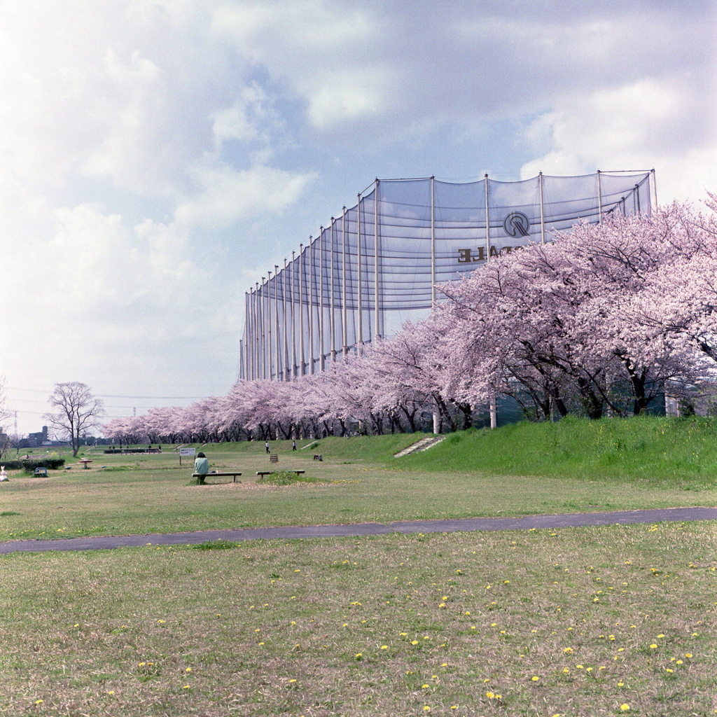私のなかではまだ桜は終わっていません。（汗