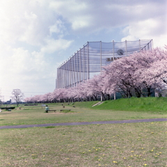 私のなかではまだ桜は終わっていません。(汗 私のなかではまだ桜は終わっていません。(汗