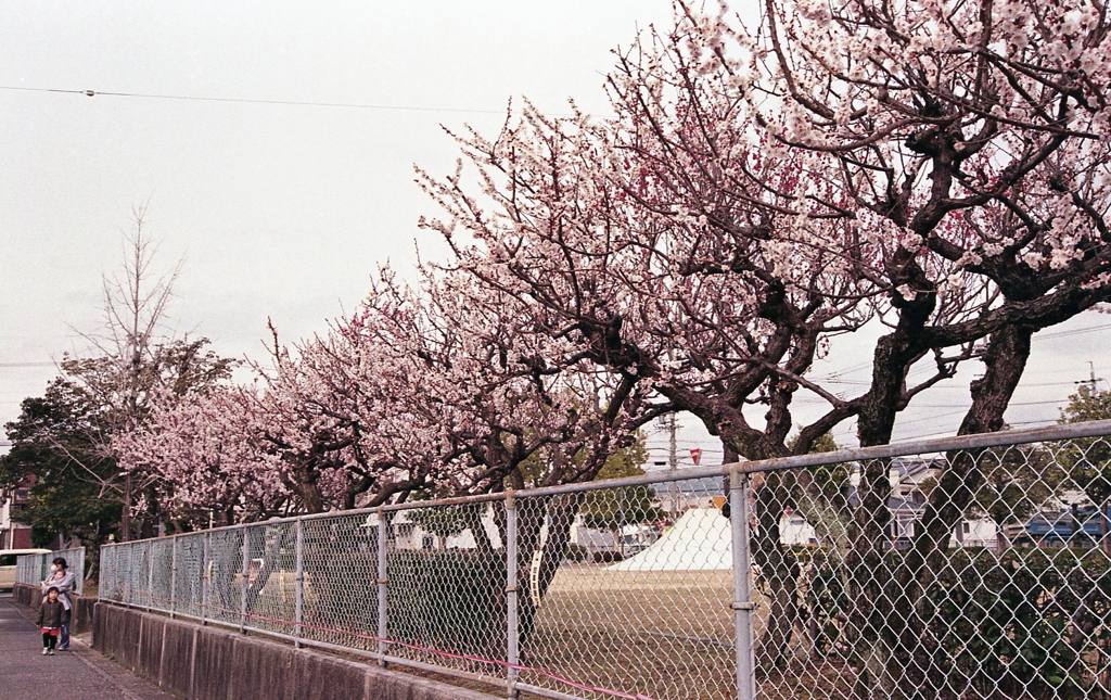 公園に咲き乱れる梅