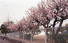 公園に咲き乱れる梅