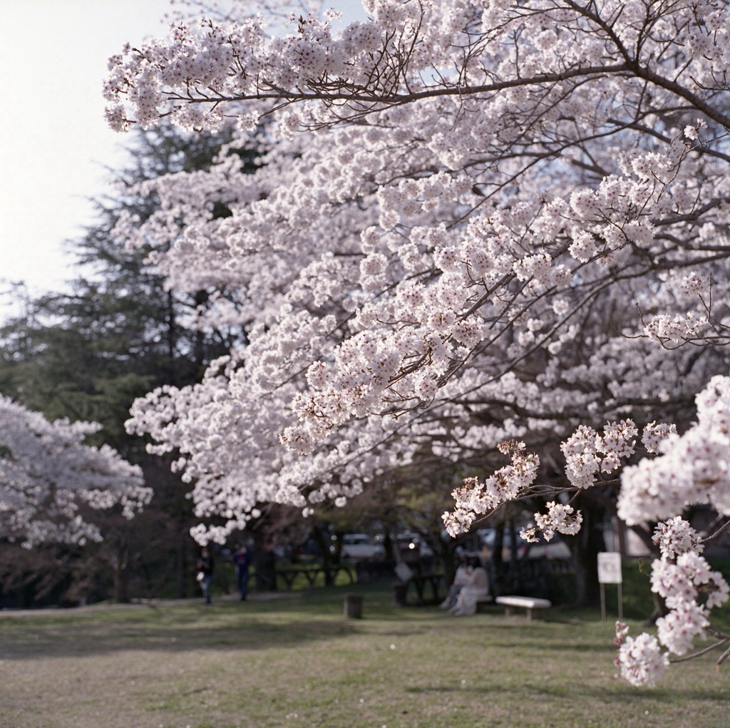 春の西日に輝く桜