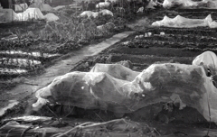 １月のＡー１monochrome　